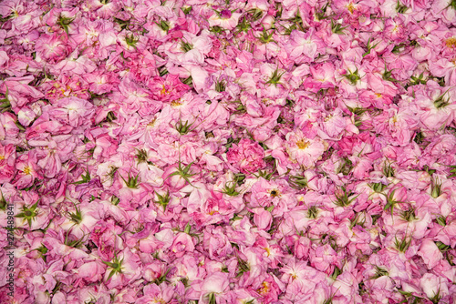 Flower bed of beautiful pink Rose flower buds
