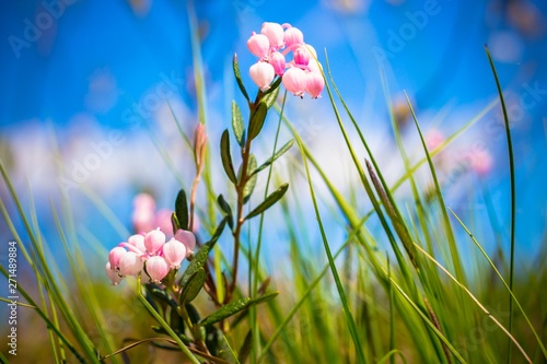 Among the grass in the warm rays of the summer sun berries cranberries bloom. The berry grows in the swamp and has a pink hue. photo