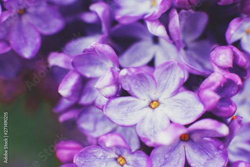 Fototapeta Naklejka Na Ścianę i Meble -  Macro photography. Lilac flowers on a warm spring day in the Park