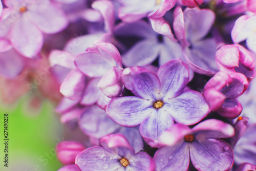 Macro photography. Lilac flowers on a warm spring day in the Park