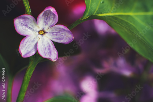 Macro photography. 5-petal lilac flower on a warm spring day in the Park. Background
