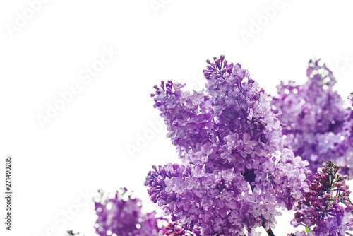 It's spring. Flowering branch of lilac  on a white background. Fragrant fragrance of flowers. Bakground