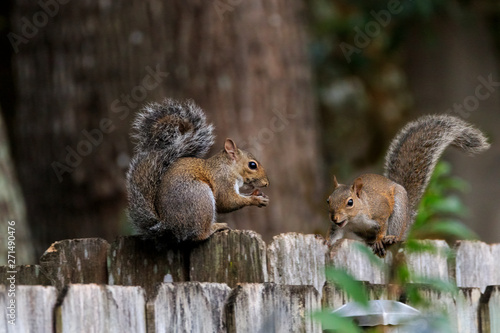 On the Fence