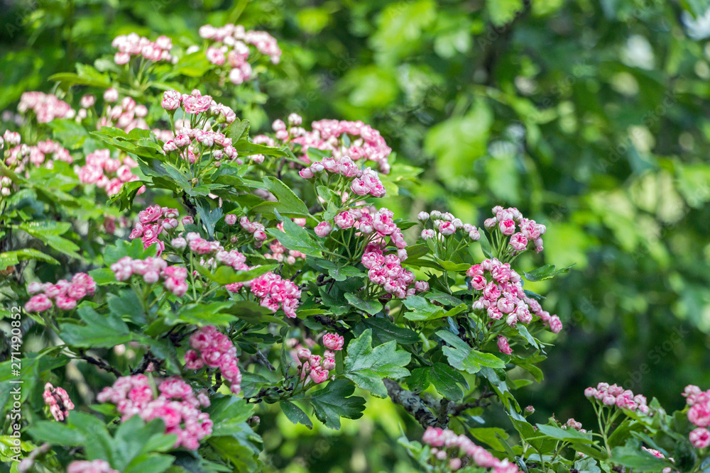 Fototapeta premium red hawthorn flower blossom on branch