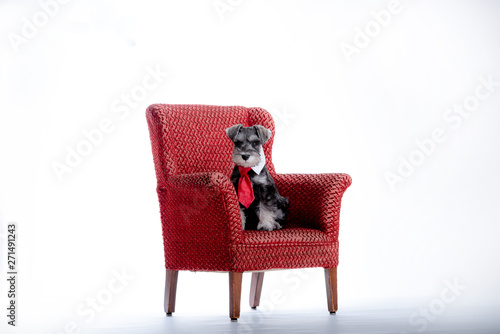 Miniature schnauzer puppy dressed up wearing neck tie and white collar.  posing in upholstered red chair. High key portrait.  © DebraAnderson