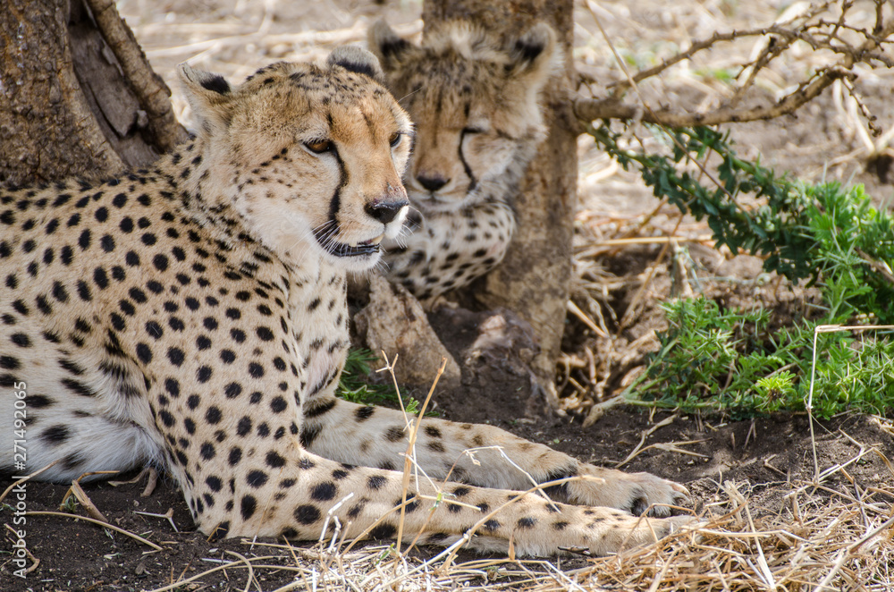 Obraz premium Guépards