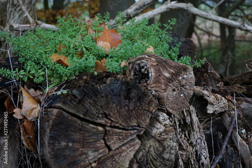 Wood in the Forest