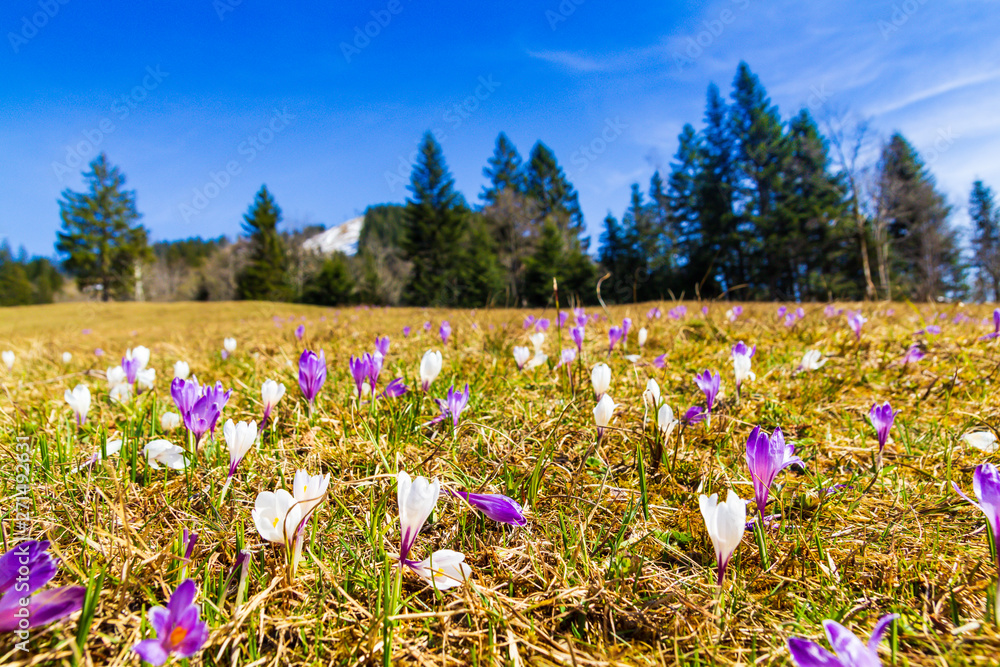 White and purple crocus flowers blooming on the spring meadow