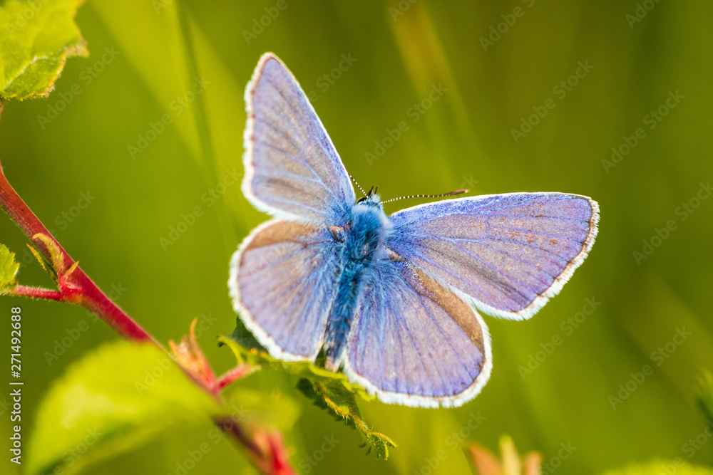 blue butterfly on meadow in the sunset blue butterfly on meadow in the sunset