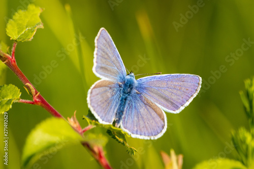 blue butterfly on meadow in the sunset