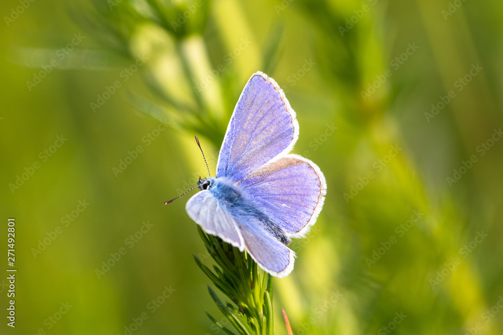 blue butterfly on meadow in the sunset blue butterfly on meadow in the sunset