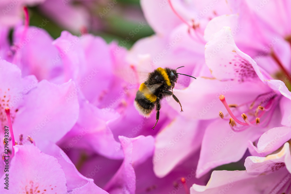 Bee and a Rhododendron Flower Bee and a Rhododendron Flower