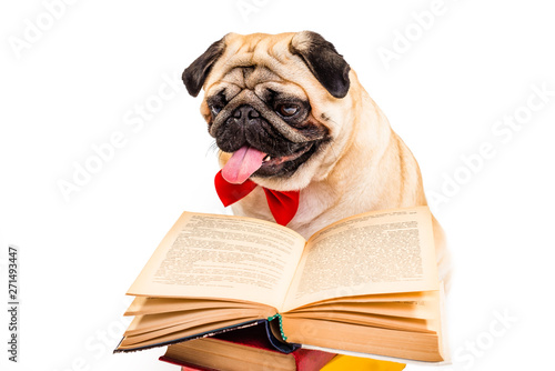 Dog pug. Smart dog reading a book