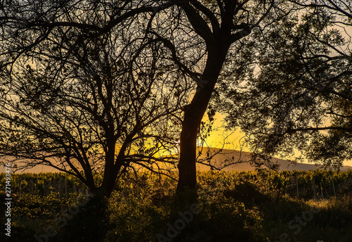 tree an oak on sunset