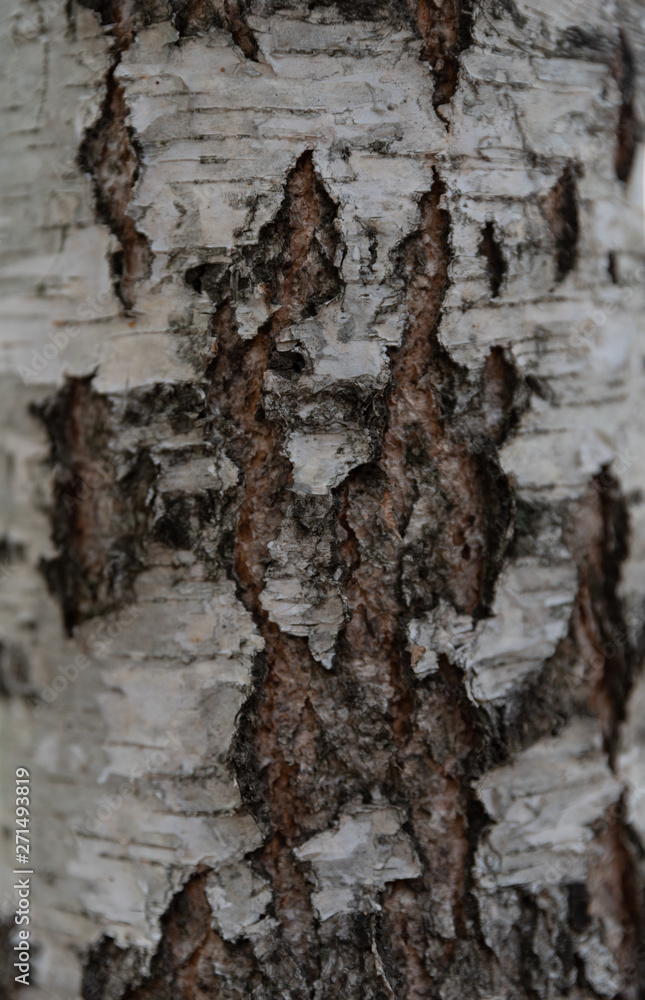 Fototapeta premium texture wood