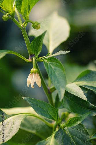 Green flowering pepper. Flower of bell pepper. Young pepper.