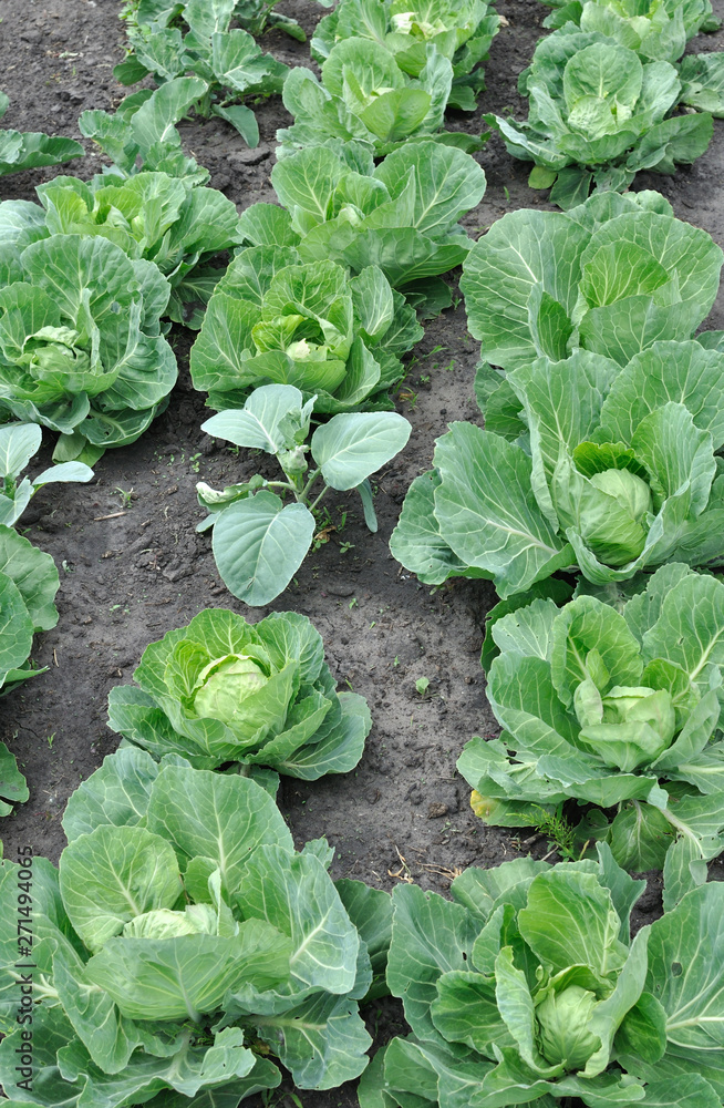 organically cultivated ripening cabbage plantation in the vegetable garden,vertical composition organically cultivated ripening cabbage plantation in the vegetable garden,vertical composition