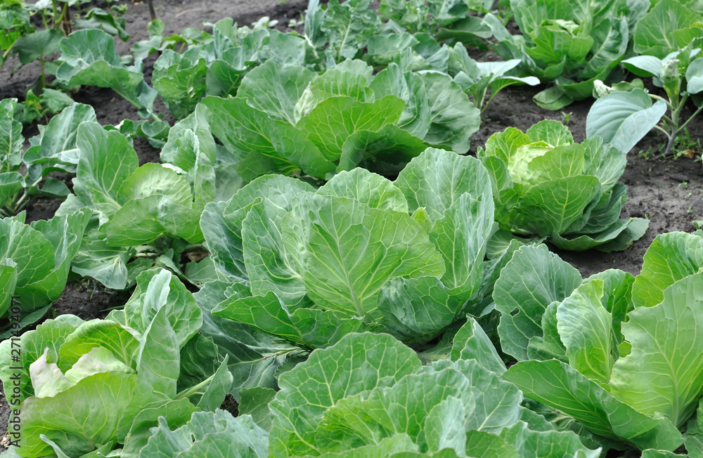 organically cultivated ripening cabbage plantation in the vegetable garden organically cultivated ripening cabbage plantation in the vegetable garden