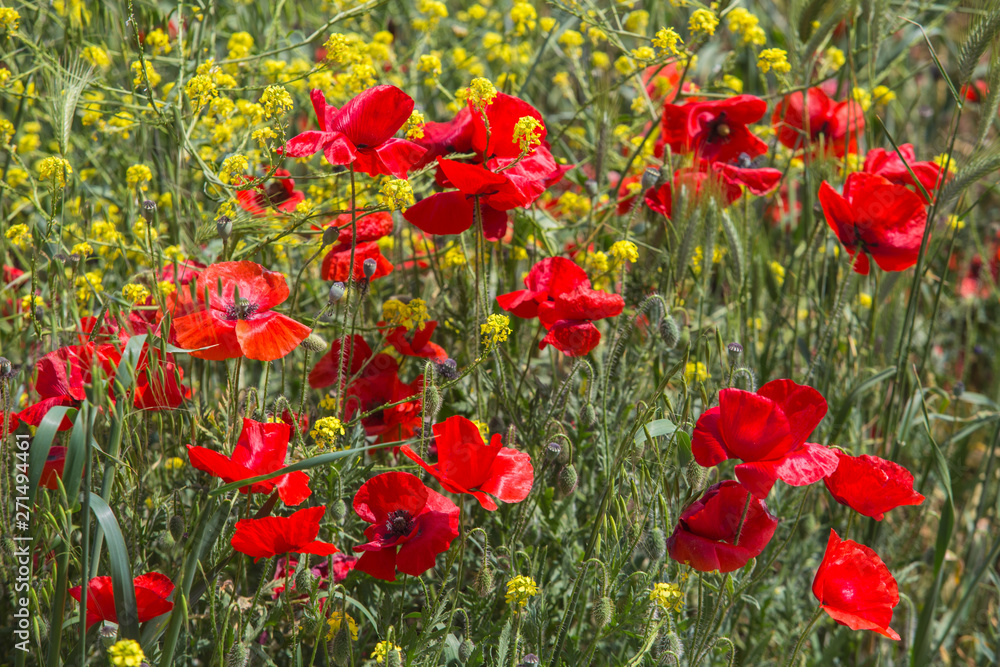 Obraz premium red poppies in spring in the field