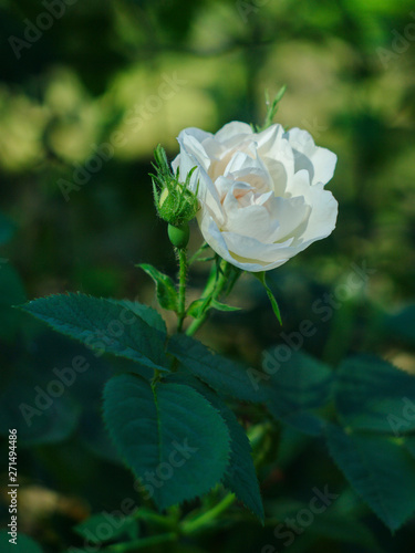  soft white rose with unblown bud on the background of the garden
