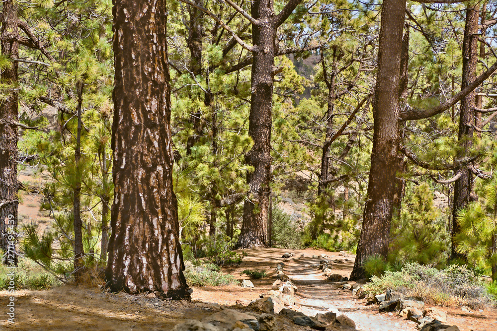 Naklejka premium A path leads through a forest of Canarian pines, they have bristly distinctive tree barks
