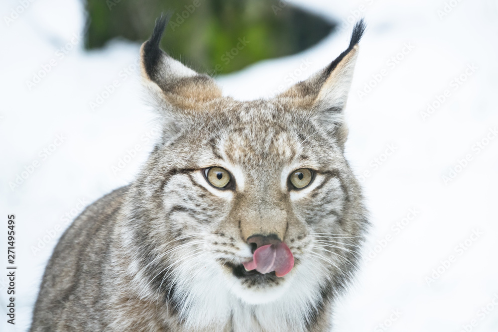 portrait of a bobcat in winter sticking out the tongue portrait of a bobcat in winter sticking out the tongue