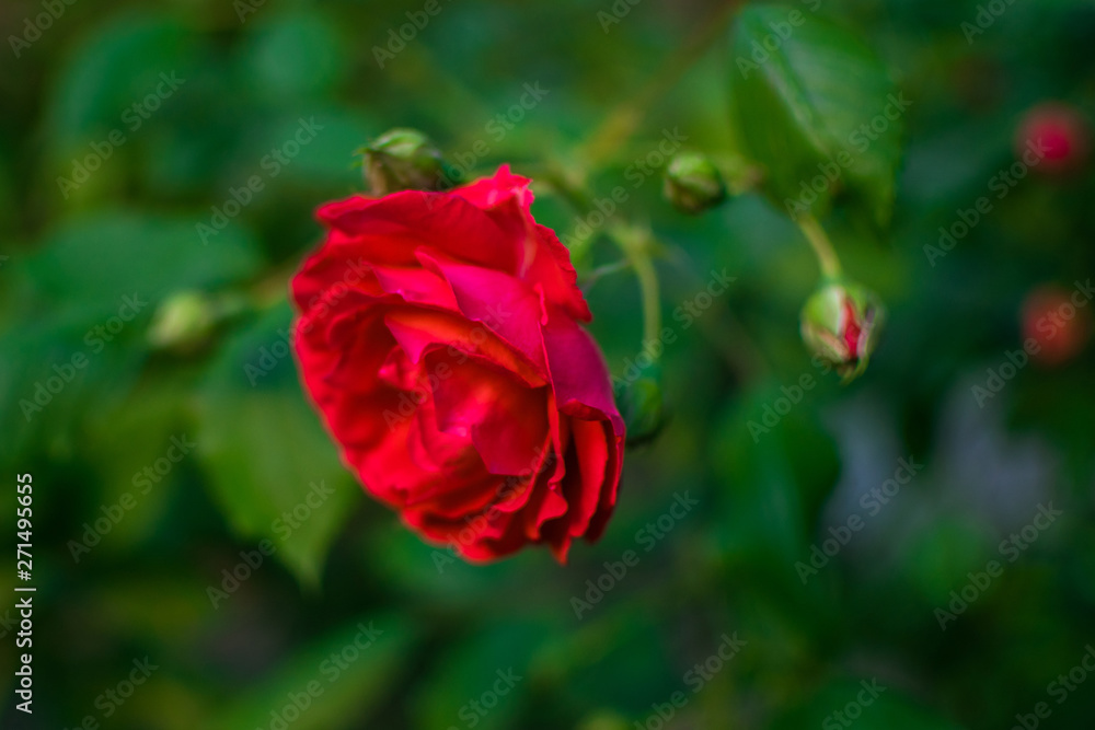 Red rose on a green background