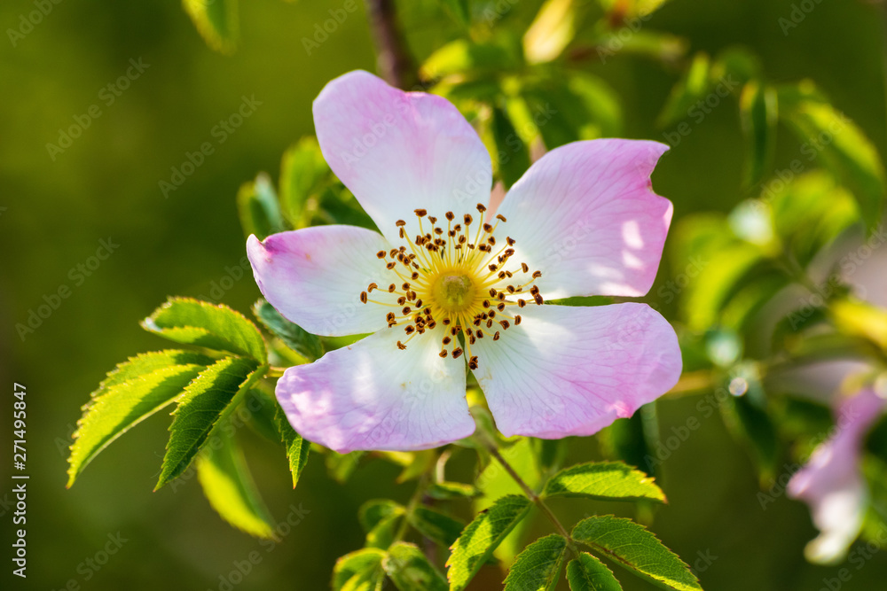 Wild rose flowers or dog rose blossom or sweet briar also called eglantine Wild rose flowers or dog rose blossom or sweet briar also called eglantine
