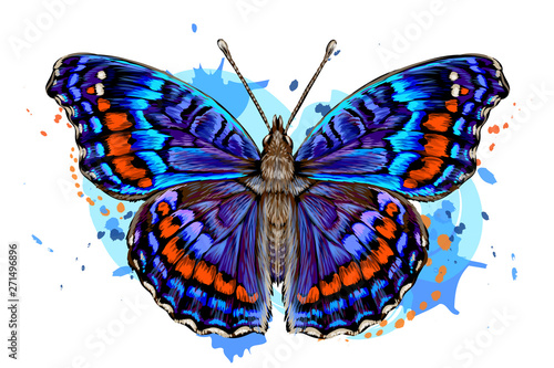 Tropical butterfly. Color, hand-drawn, graphic image of a butterfly on a white background in watercolor style.