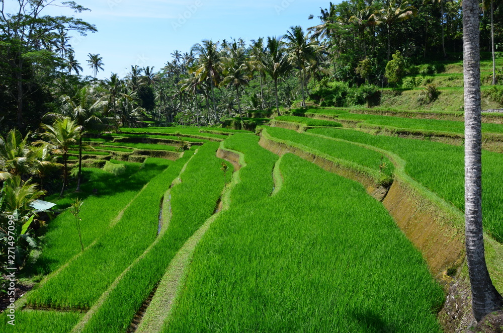 Rice fields of Bali Rice fields of Bali