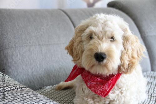 Hundewelpe Cockapoo Cockerdoodle mit Halstuch photo