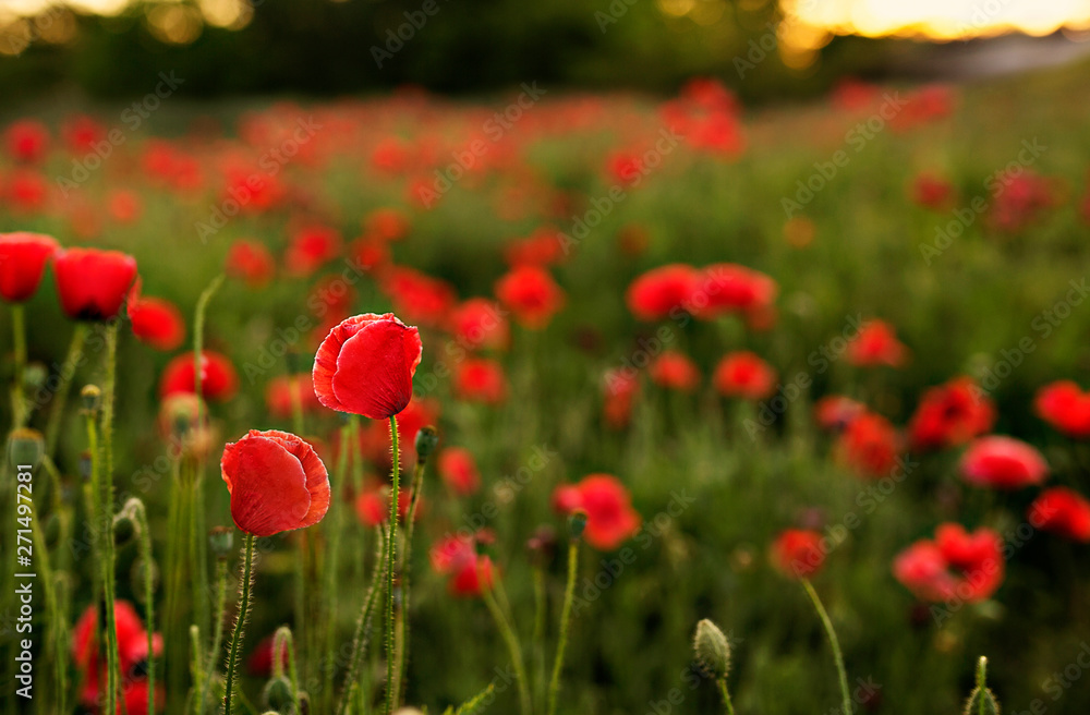 Field of Vibrant Red Poppies