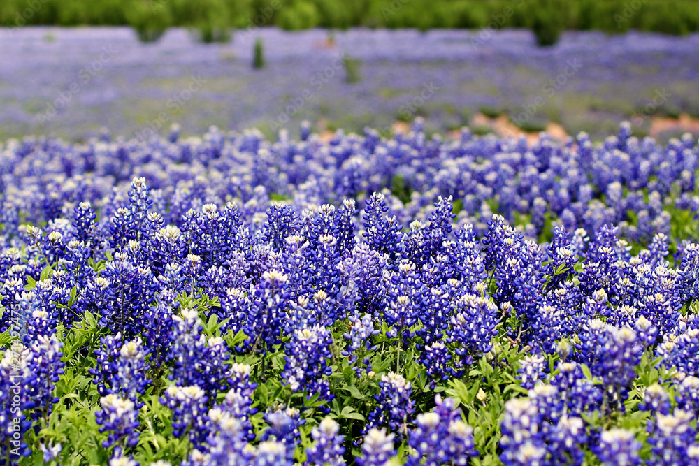 Field of Texas Bluebonnets Field of Texas Bluebonnets