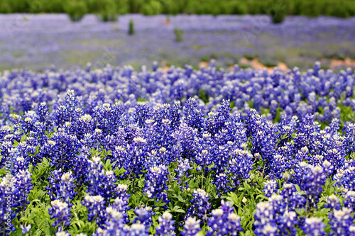 Field of Texas Bluebonnets