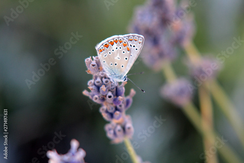 Argus-Bläuling Schmetterling Falter auf Lavendel