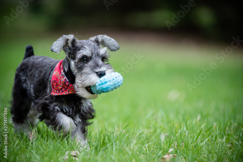 one salt and pepper mini schnauzer puppy, running happily on green grass with toy