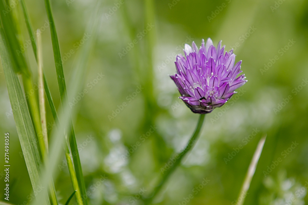 Einzelne lila Blüte einer Blume vor unscharfen Hintergrund Einzelne lila Blüte einer Blume vor unscharfen Hintergrund