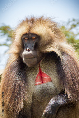 Gelada Baboon also known as Bleeding heart monkey endemic only in Ethiopia