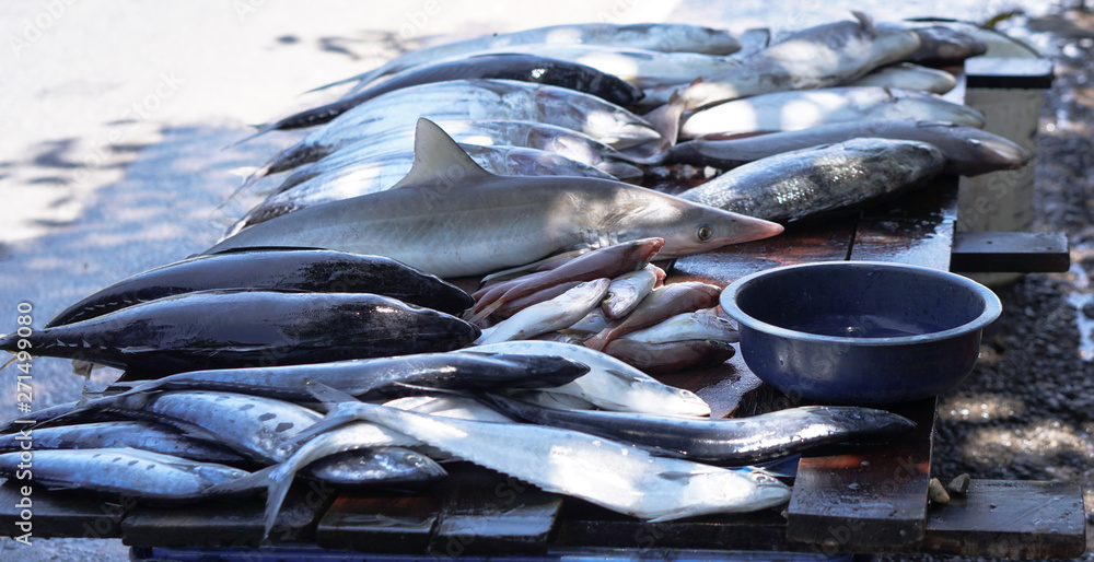 Fish market in Asia. Catching sea and ocean animals in the Indian Ocean. Tuna on shelves for sale. Exotic background