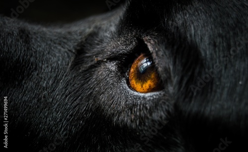 Фотография black dog with orange eyes