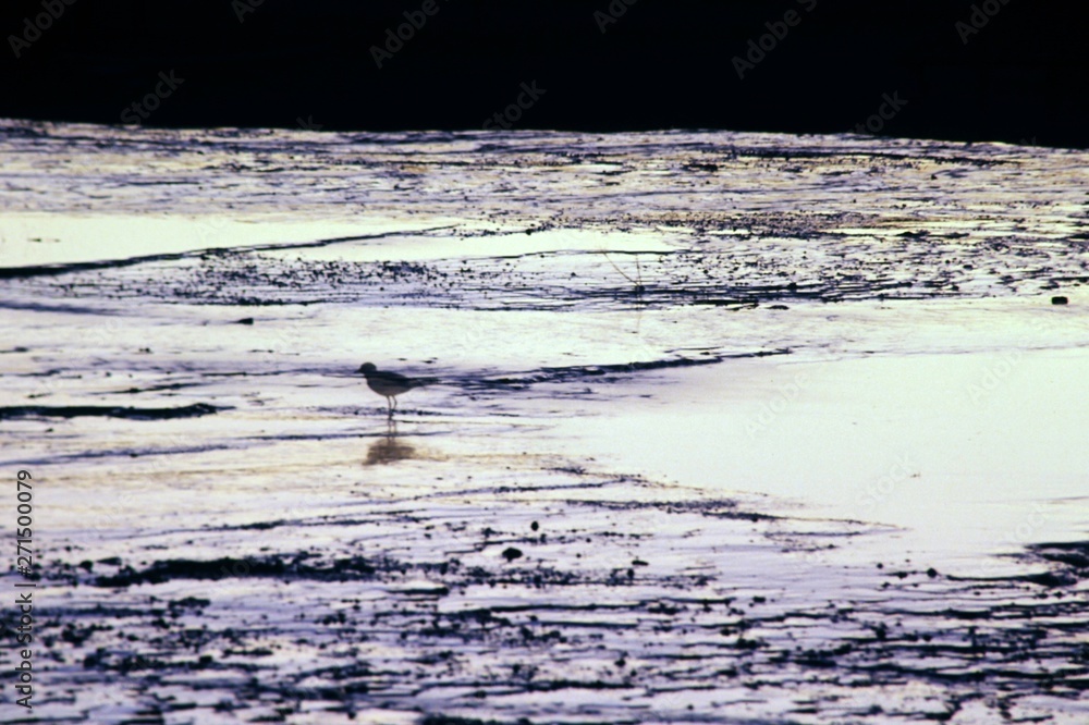 Obraz premium Lone Sandpiper