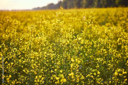 Blooming yellow rapeseed field. Plant for green energy and oil industry © bondvit