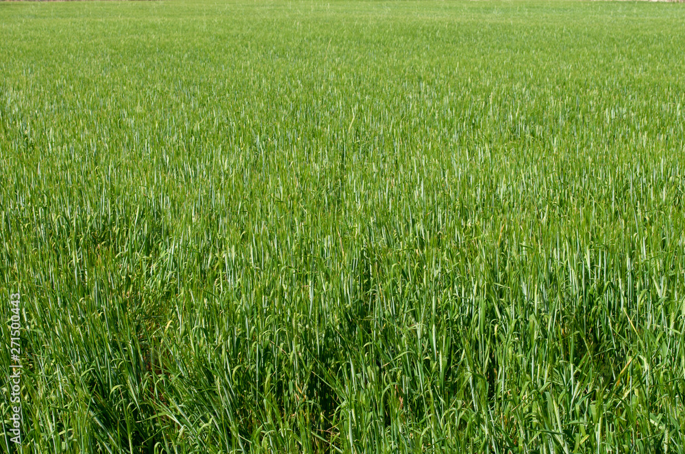 Barleys farm field