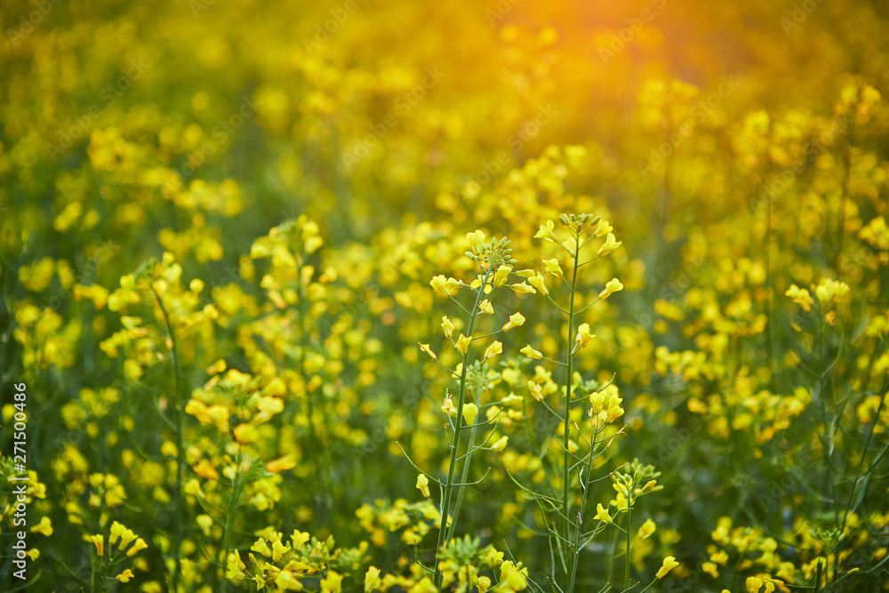Blooming yellow rapeseed field. Plant for green energy and oil industry