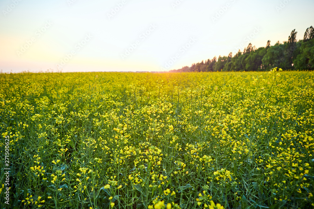 Blooming yellow rapeseed field. Plant for green energy and oil industry