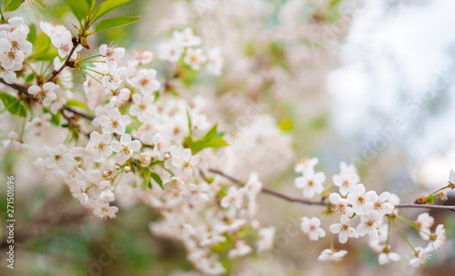 Photo of white lilac on defocused background