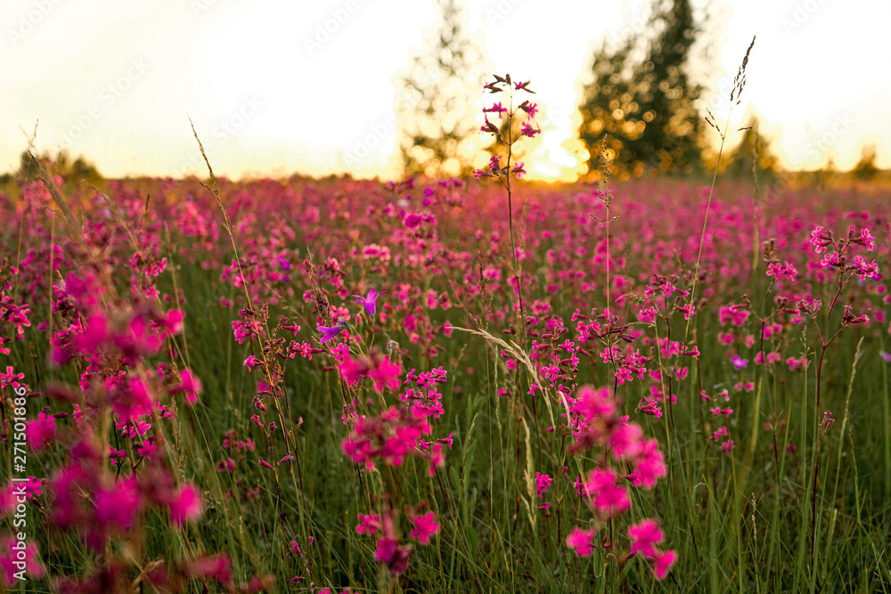Fototapeta premium field of flowers