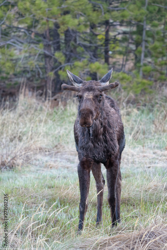 Shiras Moose in the Rocky Mountains of Colorado