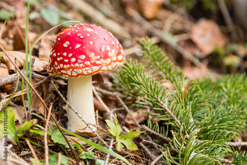 Amanita muscaria mushroom close up, nature background Amanita muscaria mushroom close up, nature background