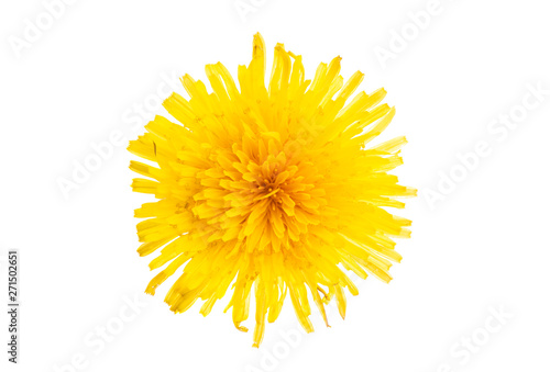 beautiful dandelion flower isolated